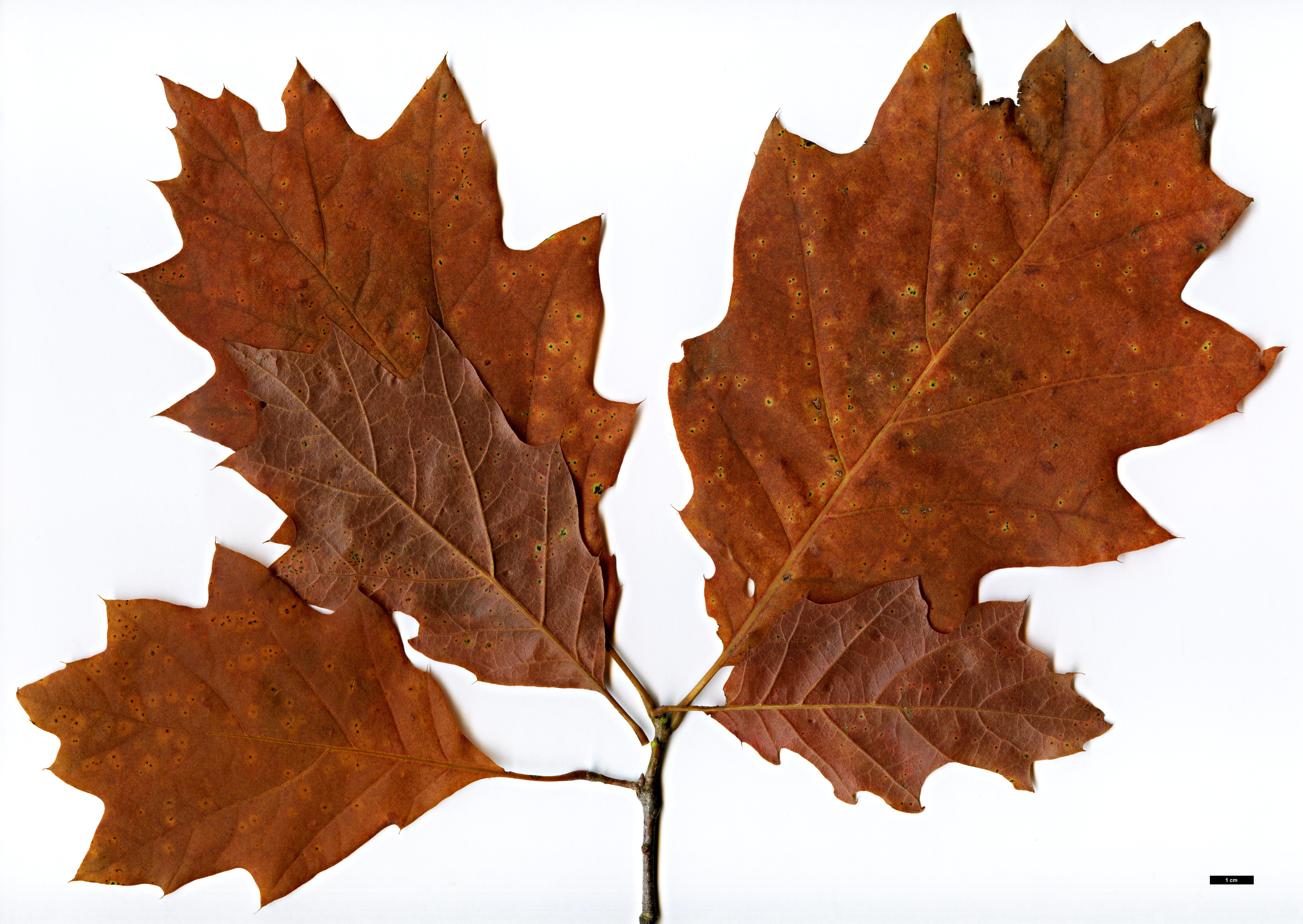 High resolution image: Family: Fagaceae - Genus: Quercus - Taxon: ×hawkinsiae (Q.rubra × Q.velutina)